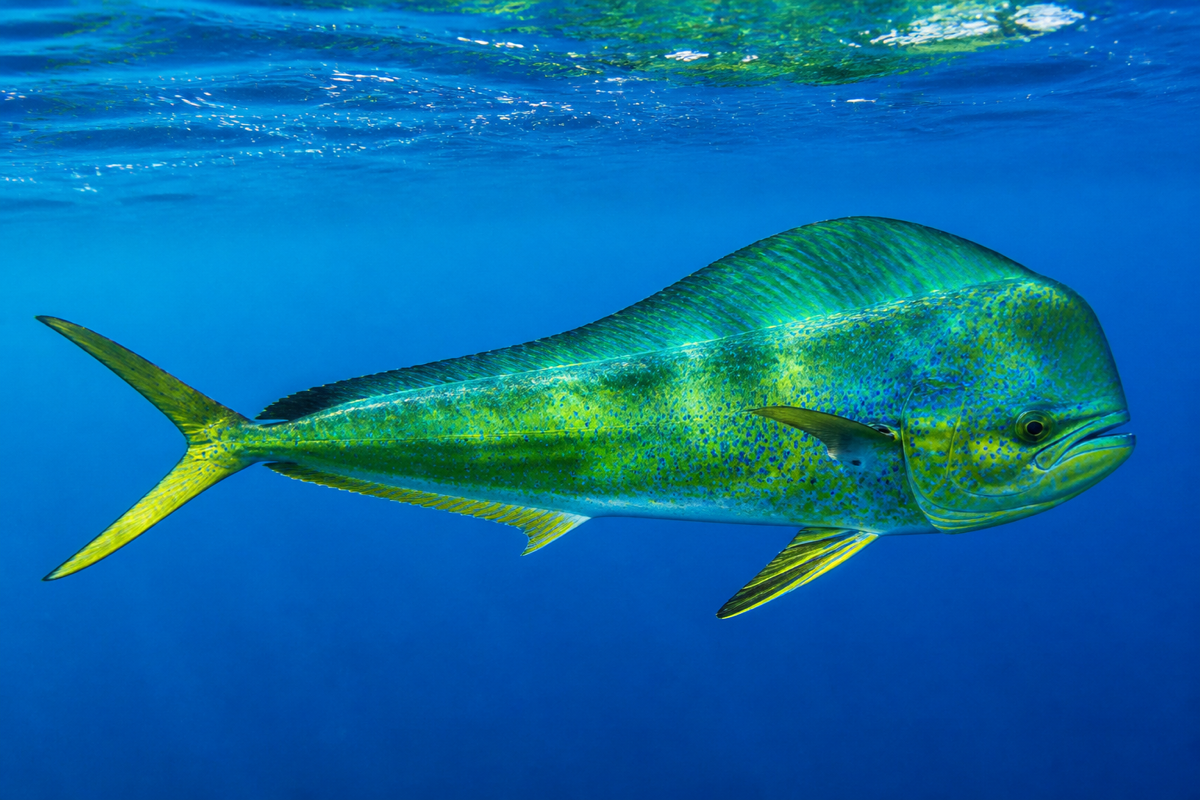 Mahi-mahi